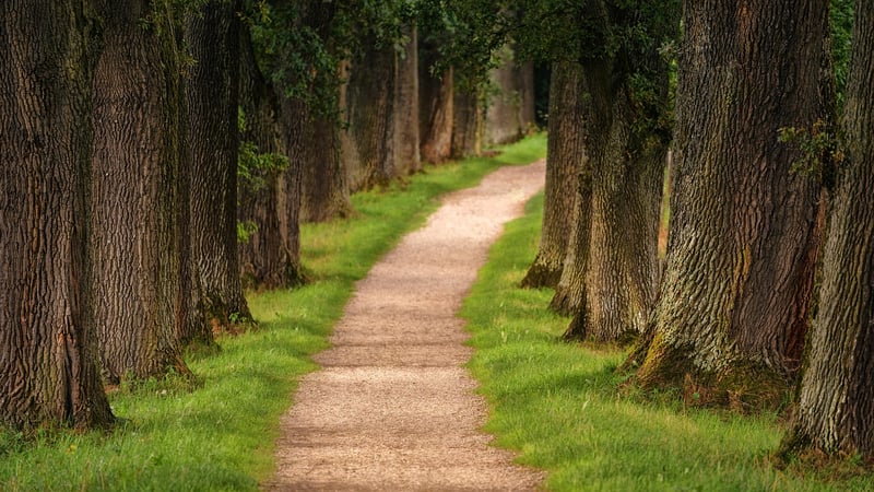Forest Trekking
